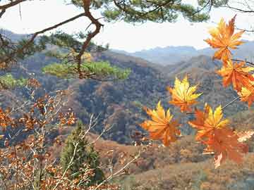 膝关节数字化探索，健康与未来的交汇点